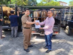 57 Hewan Qurhan Siap di Sembelih, Pemkab Kampar: Bukti Kepedulian dan Semangat Berbagi Untuk Masyarakat